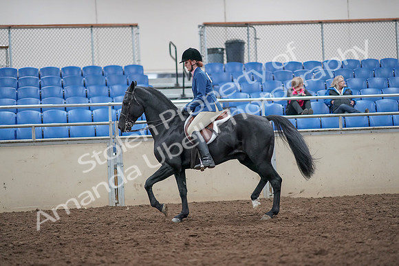 2019 Morgan Horse Show - Aug 31, 2019 - 16576