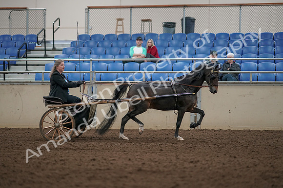 2019 Morgan Horse Show - Aug 31, 2019 - 04536