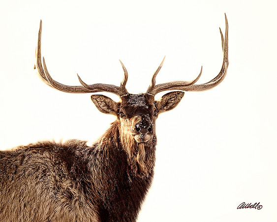 NA Wild Animals - 010
