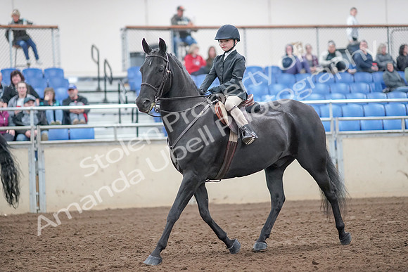 2019 Morgan Horse Show - Aug 31, 2019 - 19411