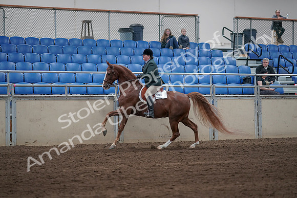 2019 Morgan Horse Show - Sept 01, 2019 - 12315