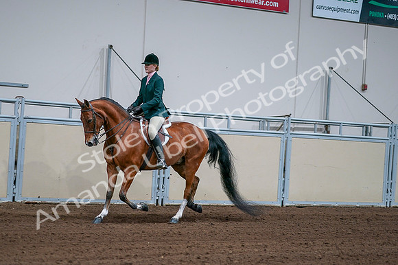 2020 - AB Morgan Horse - Fri, Sept 04 - 01588