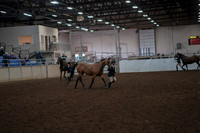 2019 Morgan Horse Show - Aug 31, 2019 - 01497