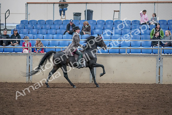 2019 Morgan Horse Show - Aug 31, 2019 - 09726