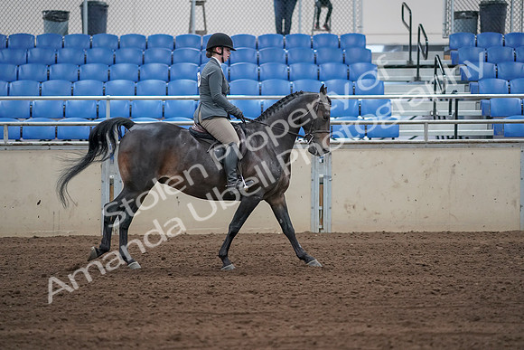 2019 Morgan Horse Show - Sept 01, 2019 - 11068
