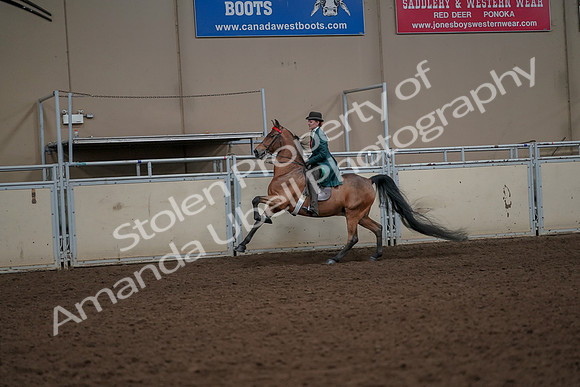 2019 Morgan Horse Show - Aug 30, 2019 - 28001