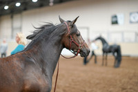 2020 - AB Morgan Horse - Sat, Sept 05 - 00734