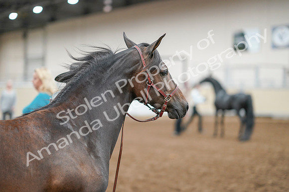 2020 - AB Morgan Horse - Sat, Sept 05 - 00734