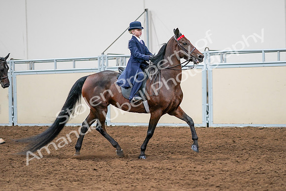 2020 - AB Morgan Horse - Sun, Sept 06 - 08018