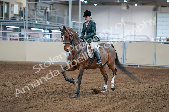 2020 - AB Morgan Horse - Fri, Sept 04 - 01490
