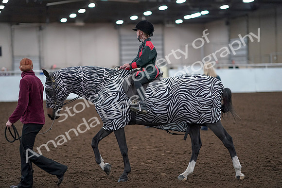 2019 Morgan Horse Show - Aug 31, 2019 - 10057