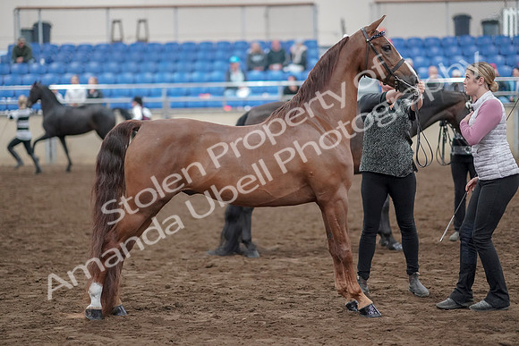 2019 Morgan Horse Show - Aug 31, 2019 - 03762