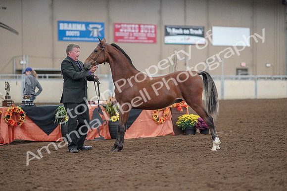 2019 Morgan Horse Show - Aug 30, 2019 - 25633
