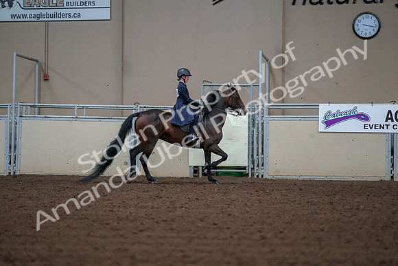 2019 Morgan Horse Show - Aug 30, 2019 - 18098