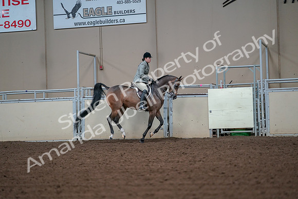 2019 Morgan Horse Show - Aug 30, 2019 - 17604