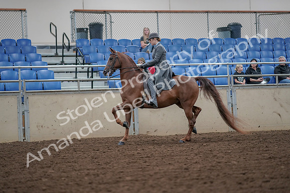 2019 Morgan Horse Show - Aug 30, 2019 - 15461