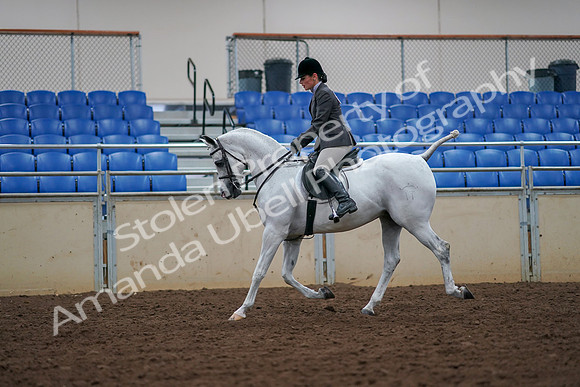 2019 Morgan Horse Show - Aug 30, 2019 - 17369