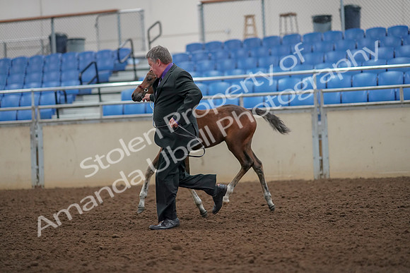 2019 Morgan Horse Show - Aug 30, 2019 - 24675