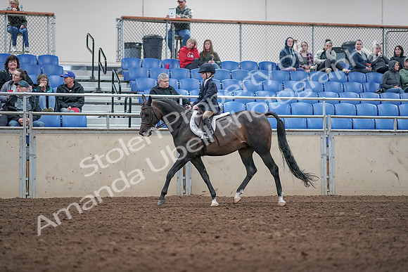 2019 Morgan Horse Show - Aug 31, 2019 - 19507
