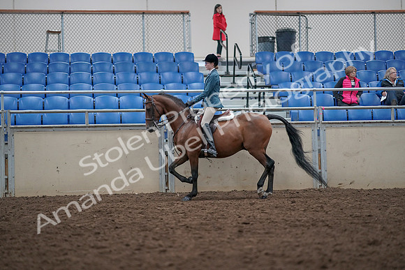 2019 Morgan Horse Show - Aug 31, 2019 - 17129