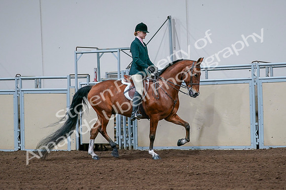 2020 - AB Morgan Horse - Fri, Sept 04 - 01865