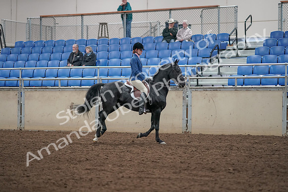 2019 Morgan Horse Show - Aug 31, 2019 - 07516