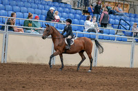 2020 - AB Morgan Horse - Sat, Sept 05 - 10612