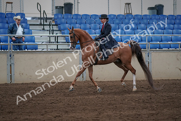 2019 Morgan Horse Show - Sept 01, 2019 - 11967