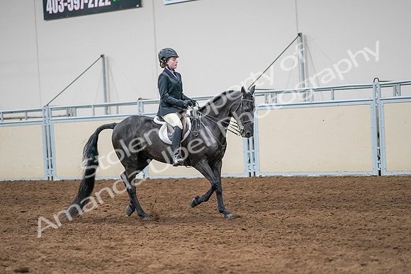 2020 - AB Morgan Horse - Sun, Sept 06 - 08038