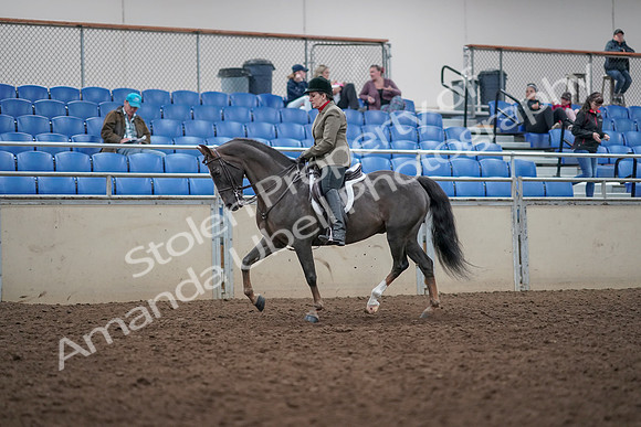 2019 Morgan Horse Show - Aug 31, 2019 - 14729