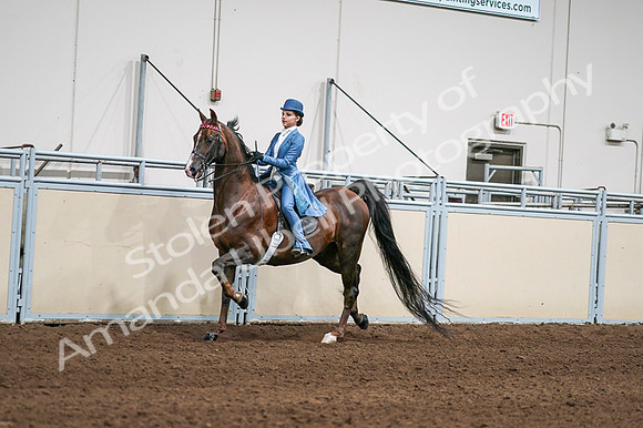 2020 - AB Morgan Horse - Fri, Sept 04 - 04926