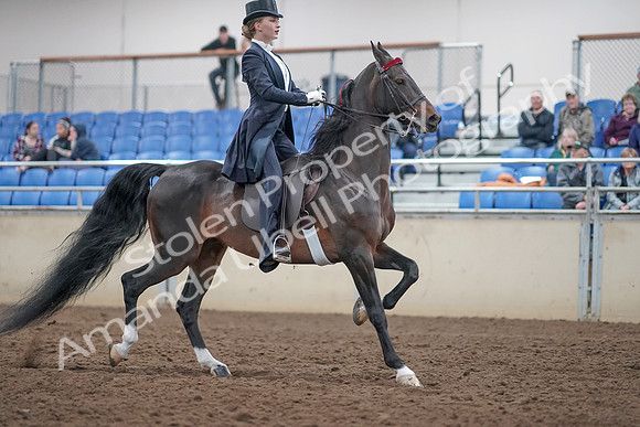 2019 Morgan Horse Show - Aug 31, 2019 - 20706