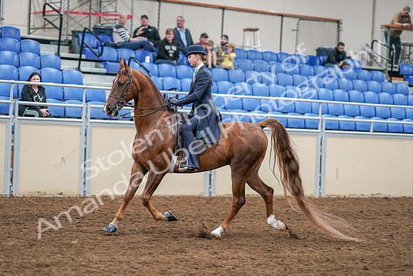 2020 - AB Morgan Horse - Sat, Sept 05 - 02625