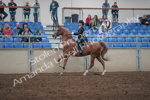 2019 Morgan Horse Show - Aug 31, 2019 - 20653