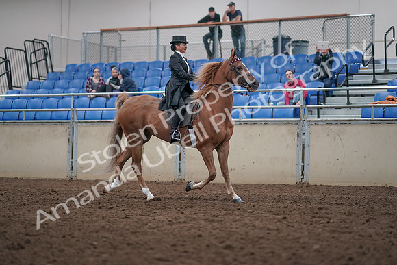2019 Morgan Horse Show - Aug 31, 2019 - 20718