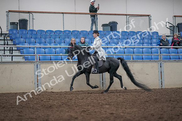 2019 Morgan Horse Show - Aug 31, 2019 - 09421