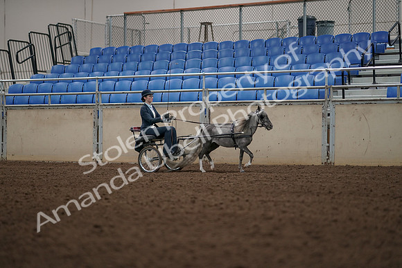 2019 Morgan Horse Show - Aug 31, 2019 - 04501