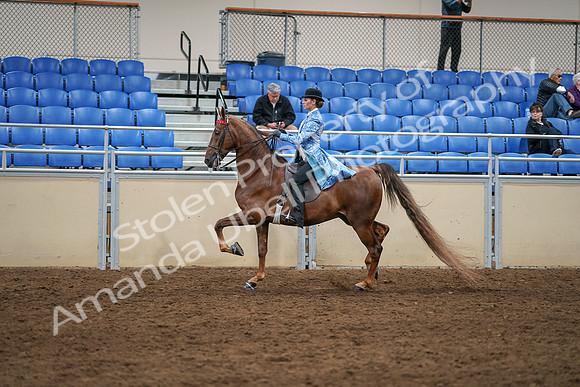 2020 - AB Morgan Horse - Sat, Sept 05 - 03315
