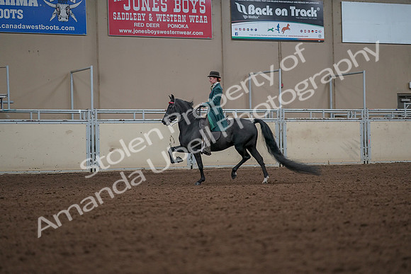 2019 Morgan Horse Show - Aug 30, 2019 - 15443
