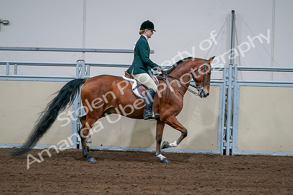 2020 - AB Morgan Horse - Fri, Sept 04 - 01746