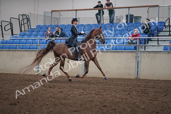 2019 Morgan Horse Show - Aug 31, 2019 - 20681