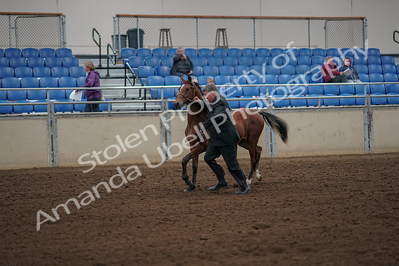 2019 Morgan Horse Show - Aug 30, 2019 - 25558