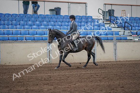 2019 Morgan Horse Show - Sept 01, 2019 - 10884