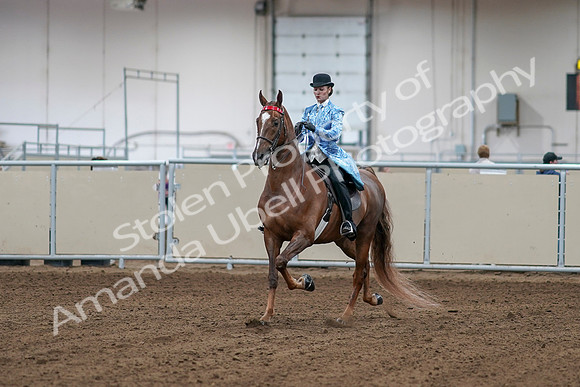 2020 - AB Morgan Horse - Sat, Sept 05 - 06099