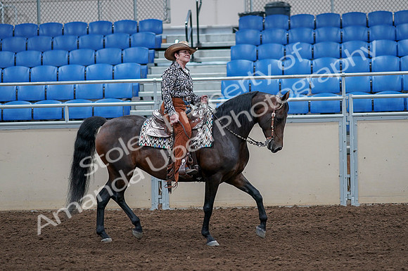 2020 - AB Morgan Horse - Fri, Sept 04 - 00109