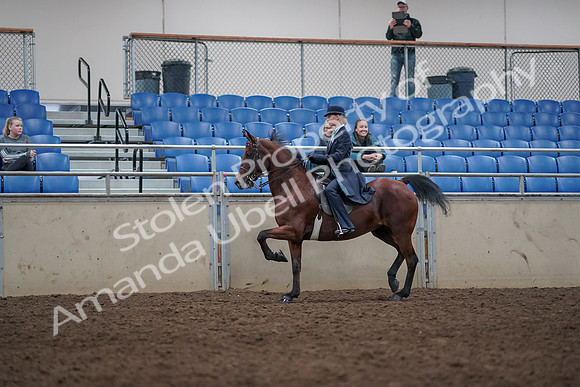 2019 Morgan Horse Show - Aug 31, 2019 - 09354