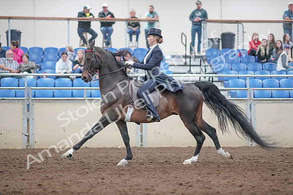 2019 Morgan Horse Show - Aug 31, 2019 - 20581