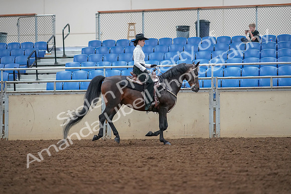2019 Morgan Horse Show - Aug 30, 2019 - 16962