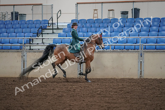 2019 Morgan Horse Show - Aug 30, 2019 - 28181
