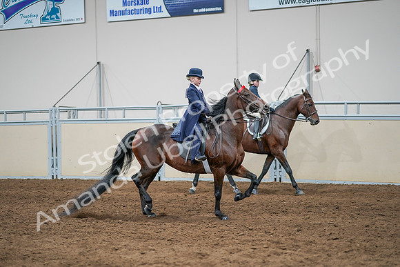 2020 - AB Morgan Horse - Sun, Sept 06 - 08112